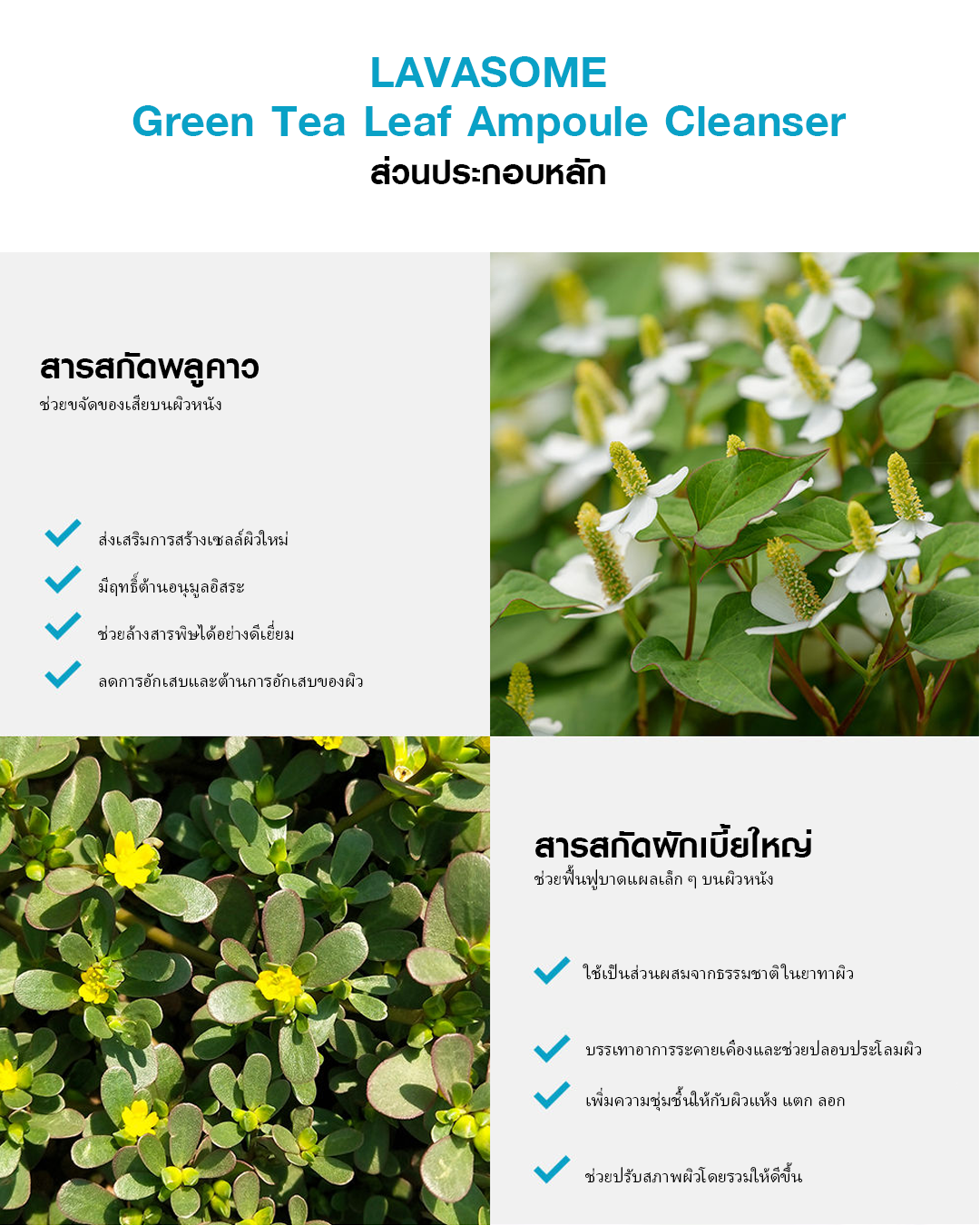 LAVASOME Green Tea Leaf Ampoule Cleanser โฟมล้างหน้าชาเขียวสูตรอ่อนโยน - Image 7