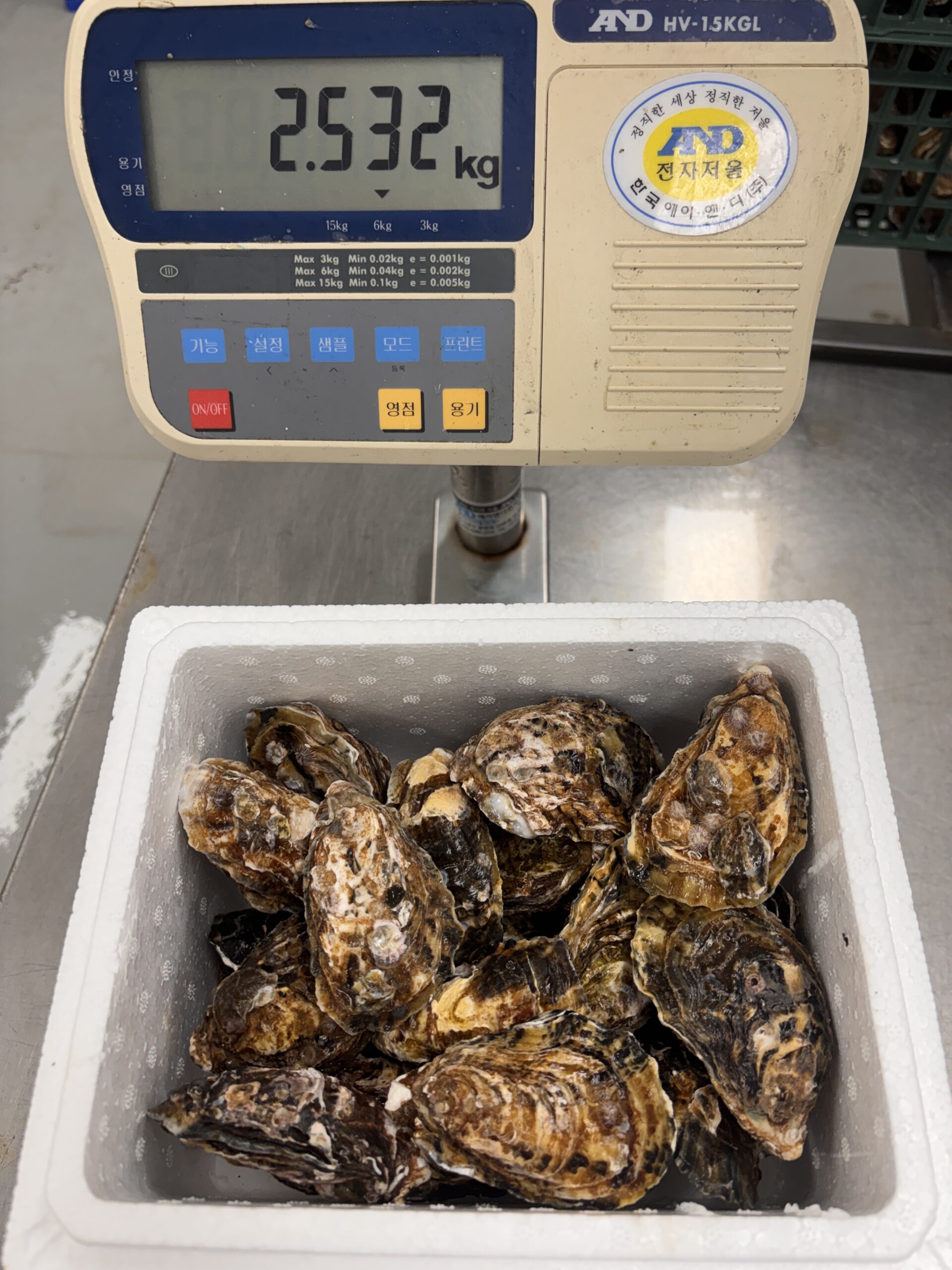 FRESH/LIVE PACIFIC OYSTER (TRIPLOID) หอยนางรมแปซิฟิกสด - Image 4