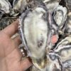 Frozen Pacific Oyster Half Shell หอยนางรมแปซิฟิกแช่แข็งครึ่งฝา