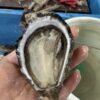 FRESH/LIVE PACIFIC OYSTER (TRIPLOID) หอยนางรมแปซิฟิกสด