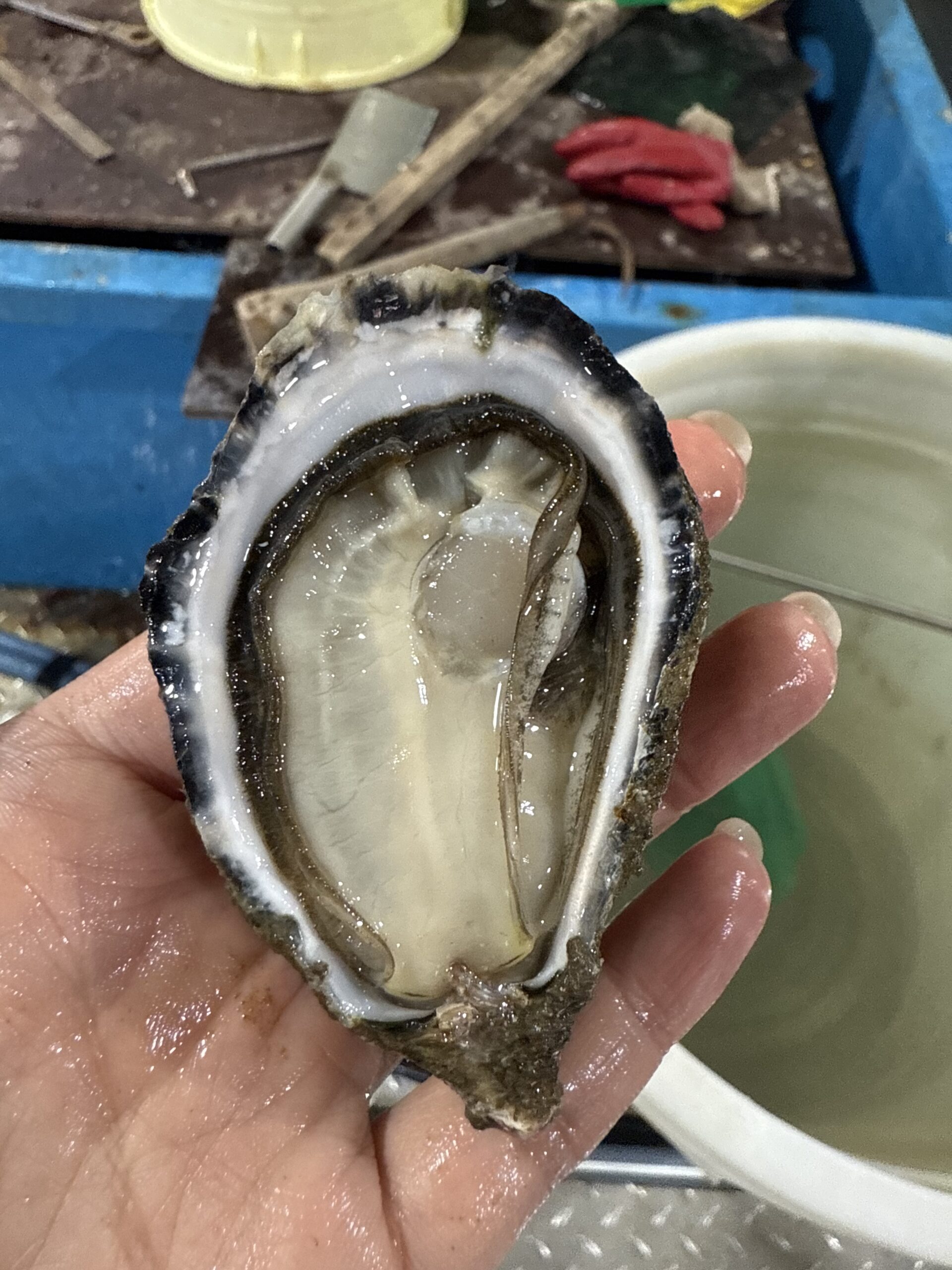 FRESH/LIVE PACIFIC OYSTER (TRIPLOID) หอยนางรมแปซิฟิกสด